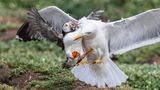 Farne Island, Großbritannien. Dass Möwen als Raubvögel gelten, ist spätestens jetzt auch diesem Papgeientaucher klar. Denn der deutlich größere Vogel versucht ihm seine Beute abzujagen. Wie der Kampf wohl ausgegangen ist?