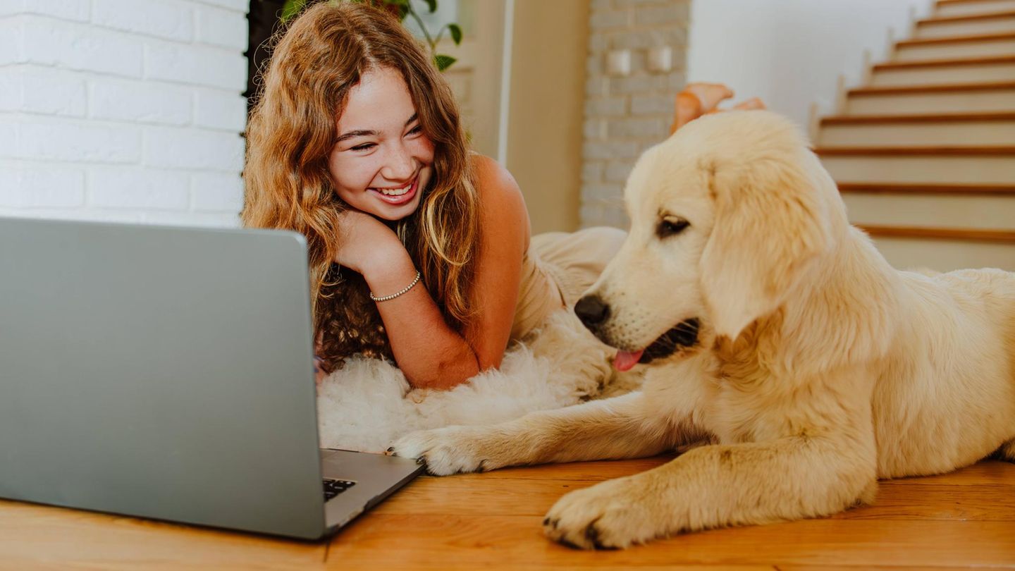 Was sind die besten Haftpflichtversicherungen für Hunde?