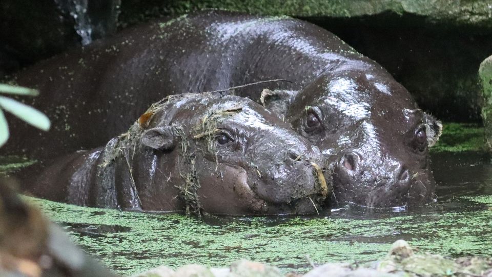 Bald heißt es Abschiednehmen von der Mama: Toni geht in den Zoo nach Mulhouse Bald heißt es Abschiednehmen von der Mama: Toni geht in den Zoo nach Mulhouse