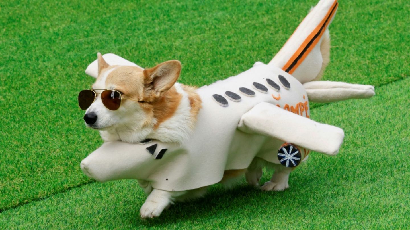 Superhund