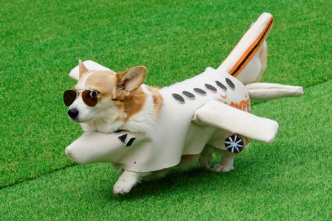 Superhund
