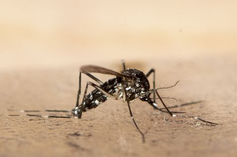 Die Tigermücke kann Krankheiten wie das Dengue- und Chikungunya-Virus auf den Menschen übertragen. (Symbolbild) Foto: Ennio Lean