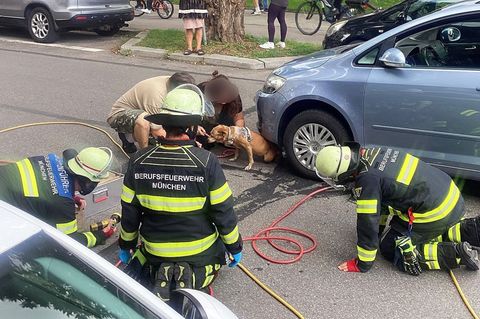 Mit einem Hebekissen holte die Feuerwehr Hündin Cookie unter dem Auto hervor. Foto: -/Berufsfeuerwehr München/dpa
