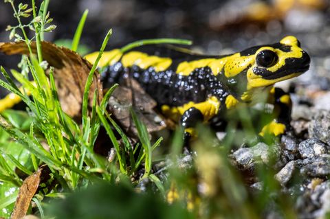 Ein Pilz bedroht Feuersalamander in Hessen. (Symbolbild) Foto: Boris Roessler/dpa