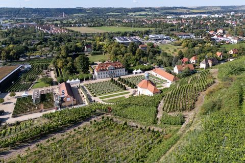 Die Weinlese in Sachsen beginnt. Foto: Sebastian Kahnert/dpa
