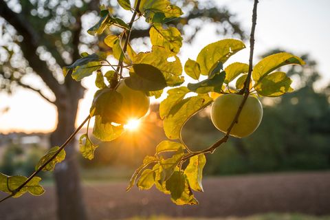Die Sonne zeigt sich bis zur Wochenmitte noch öfter in Deutschland. Foto: Daniel Vogl/dpa