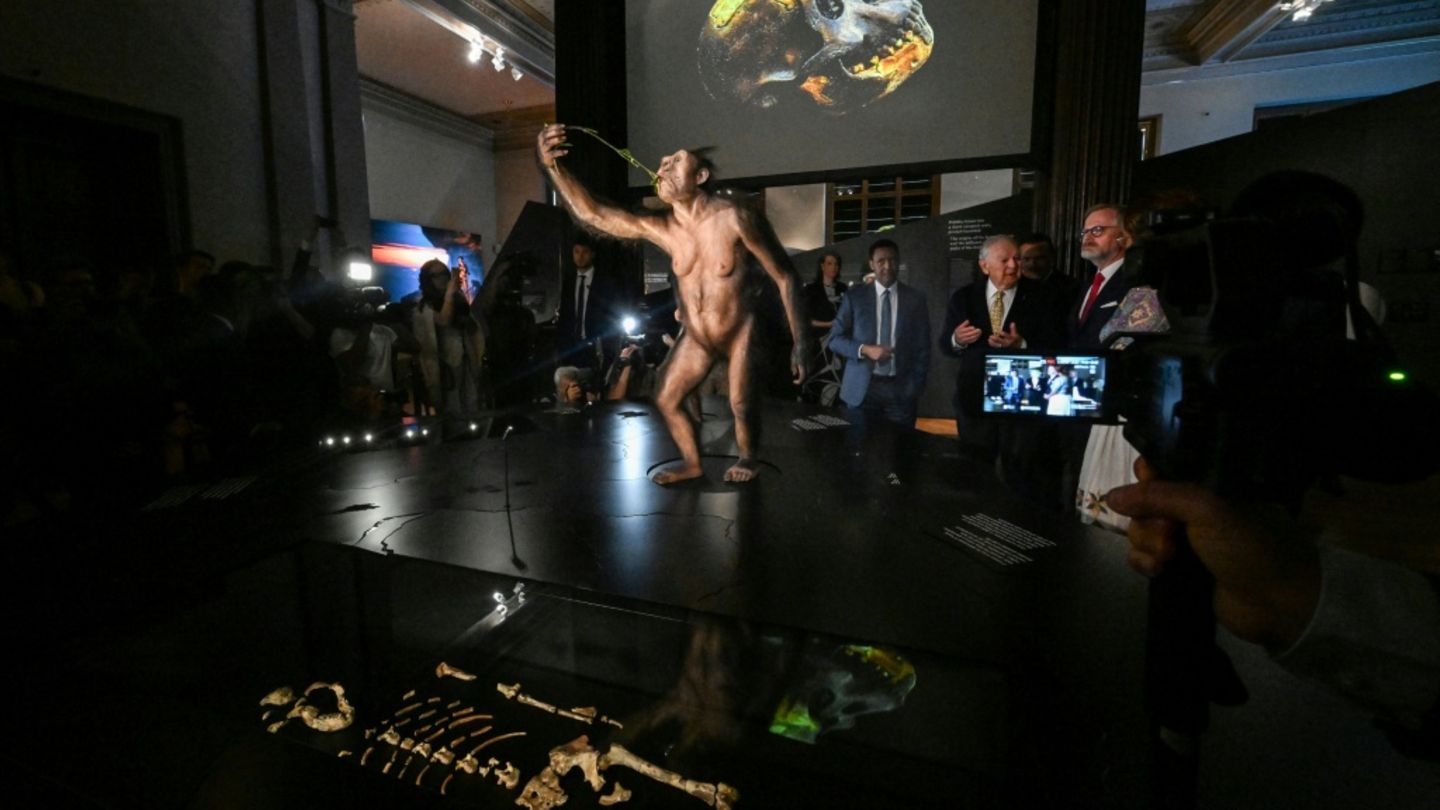 Rekonstruktion von Lucy im Nationalmuseum in Prag