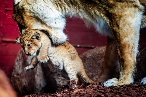 In Schwerin wurden innerhalb von vier Wochen zwei Asiatische Löwen geboren. Noch können die Zoobesucher die Löwenbabys aber nich