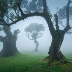 Nebelwald Fanal auf Madeira