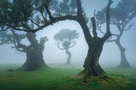 Nebelwald Fanal auf Madeira