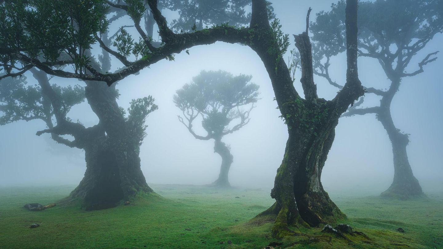Nebelwald Fanal auf Madeira Nebelwald Fanal auf Madeira