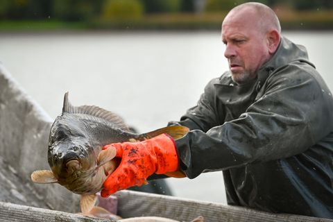 Vor allem Karpfen werden in sächsischen Aquakulturen gezüchtet. (Archivbild) Foto: Heiko Rebsch/dpa