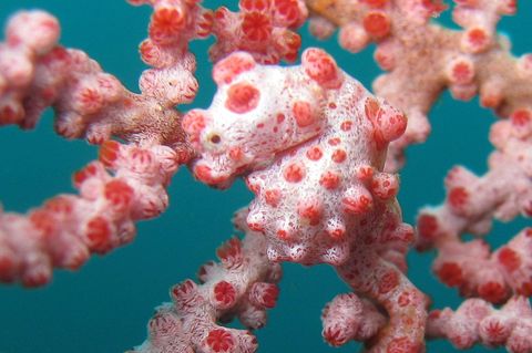 Zwerg-Seepferdchen sind zwischen Gorgonien-Korallen perfekt getarnt. Foto: .. Sea Institute of Oceanology/Chinese Academy of Sci