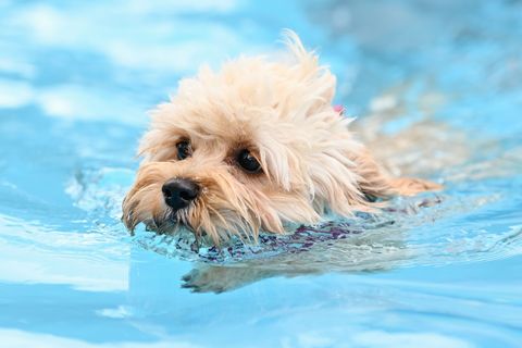 Erstmals dürfen zum Saisonabschluss auch in Berlin Hunde in zwei Freibädern ins Wasser. (Symbolbild) Foto: Uwe Anspach/dpa