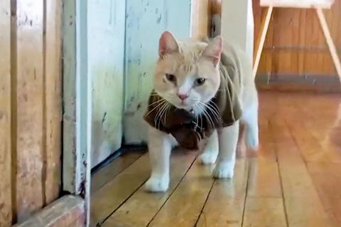 Ein heller Kater läuft auf die Kamera zu, er trägt ein Shirt im Polizei-Stil.