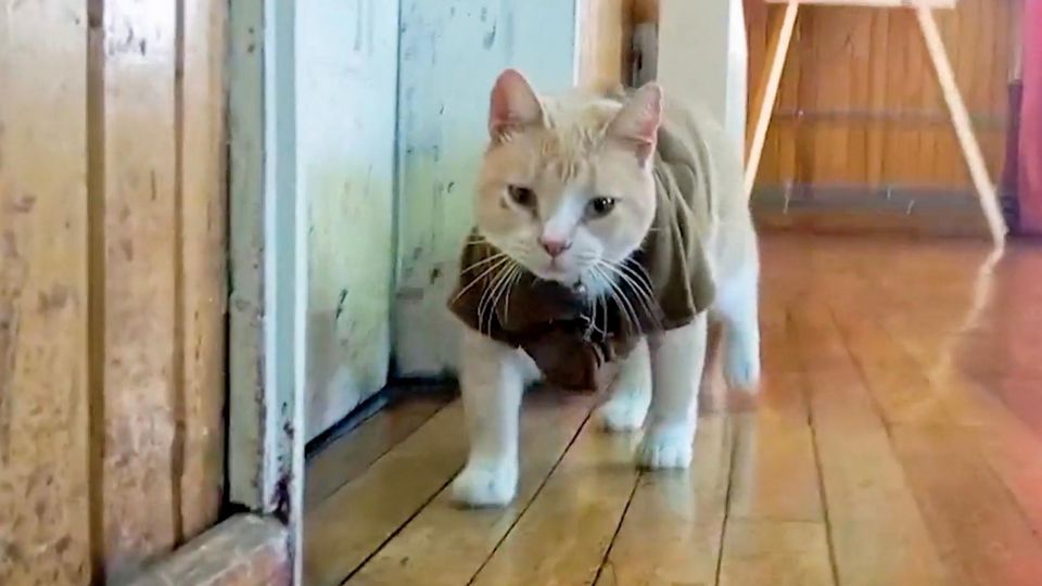 Katzen Kommissar Naruto Ein heller Kater läuft auf die Kamera zu, er trägt ein Shirt im Polizei-Stil.