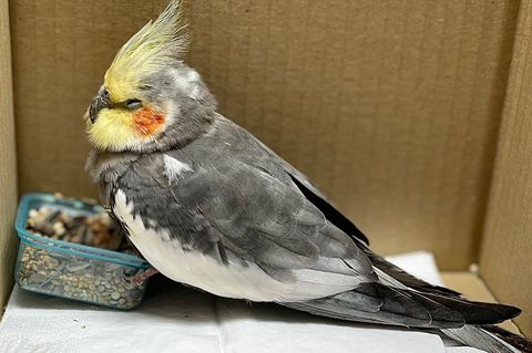 Eine Frau hatte den Vogel in einem Firmengebäude entdeckt und mit ihrem Sohn zur Polizei gebracht. Foto: -/Polizeipräsidium Heil