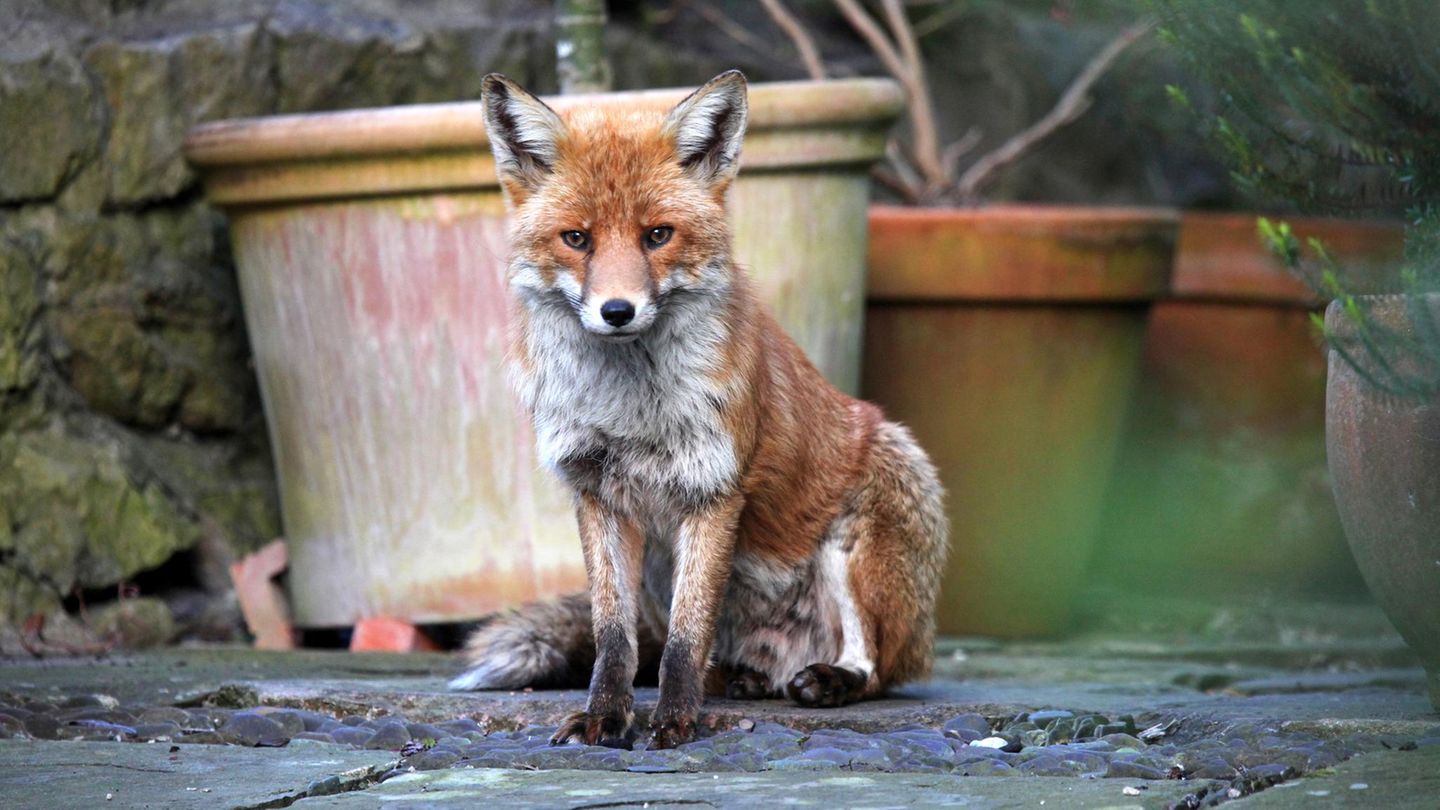A red fox in a garden during daylight hours in Bristol.