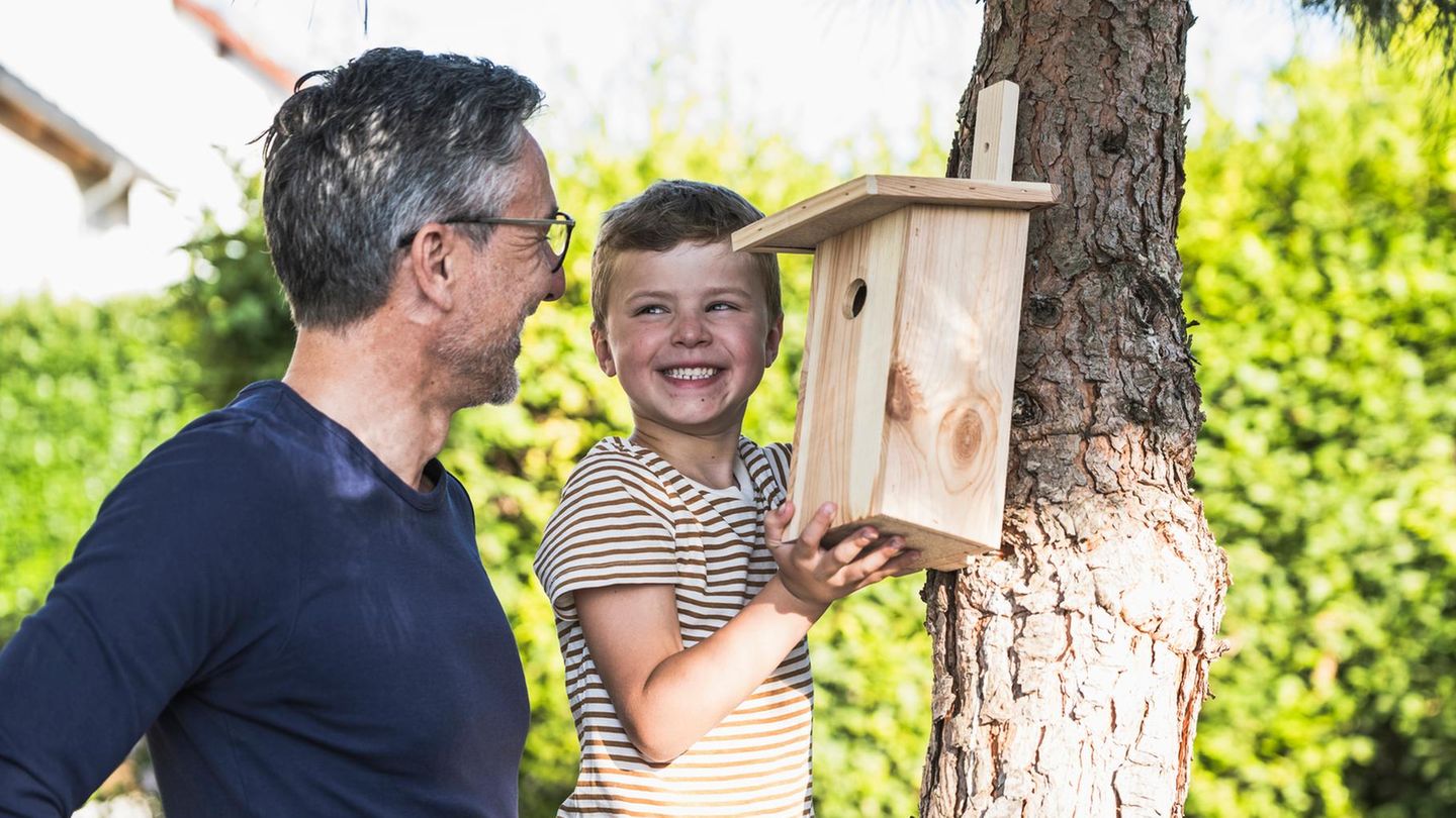 Nistkasten bauen: Junge hängt mit seinem Vater einen Nistkasten auf