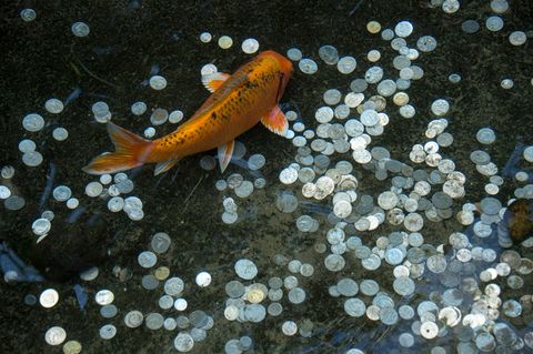 Ein Goldfisch schwimmt über Geldmünzen im Teich