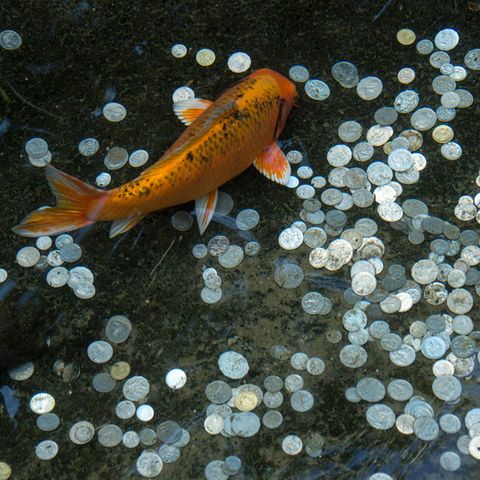 Ein Goldfisch schwimmt über Geldmünzen im Teich