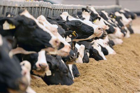 Ein Landwirt aus dem Allgäu ist mit einem Tierhaltungsverbot belegt worden. (Symbolbild) Foto: Bernd Wüstneck/dpa
