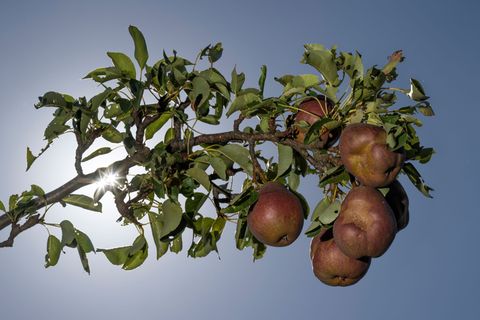 Auch Birnen reifen derzeit auf hessischen Streuobstwiesen heran. Einige Städte und Gemeinden haben ihre Bäume auf kommunalen Flä