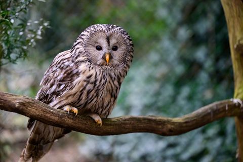 Seit 2017 werden in Nordostbayern Habichtskäuze neu angesiedelt. Jetzt sind wieder 27 der putzigen Eulenvögel ausgewildert worde