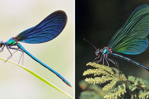 Die Kombo zeigt links ein Foto einer Blauflügel Prachtlibelle, fotografiert von Sebastian Hennigs. Rechts ist ein KI-generiertes