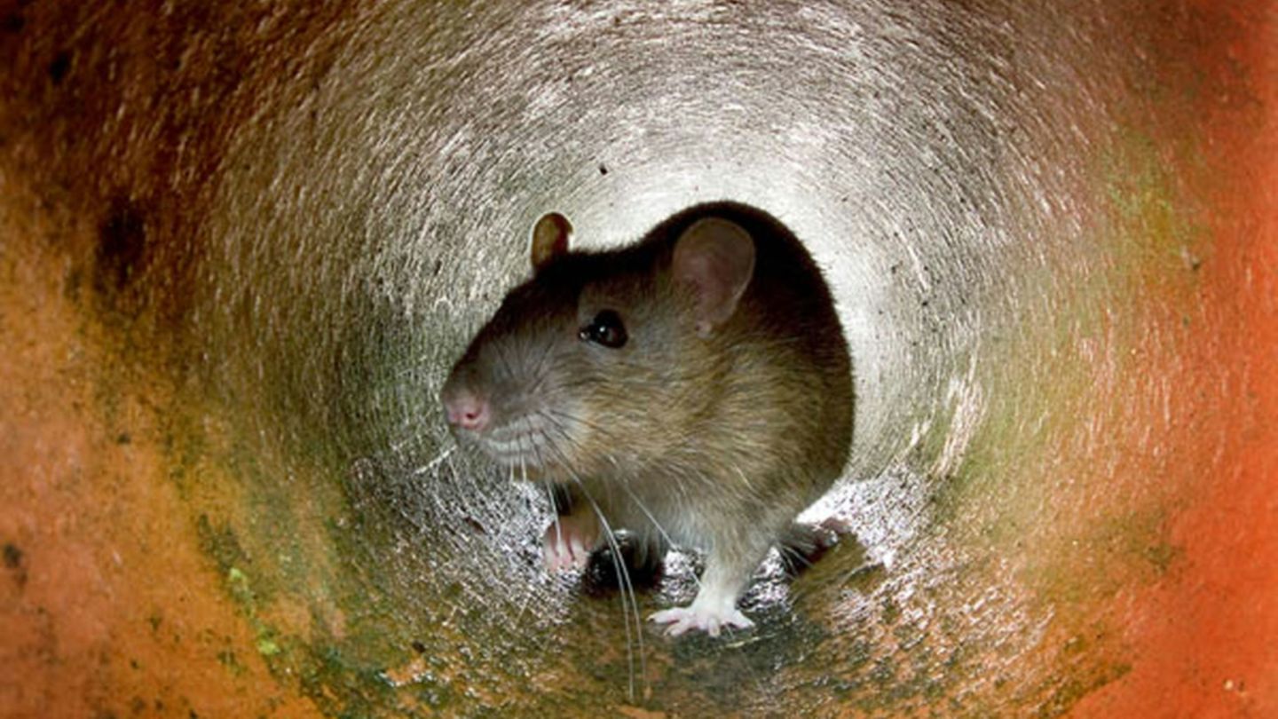 Ratte in einem Abwasserrohr