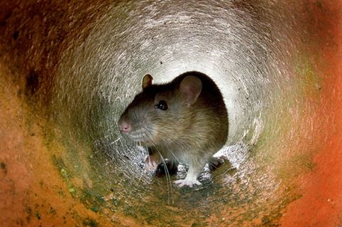 Ratte in einem Abwasserrohr