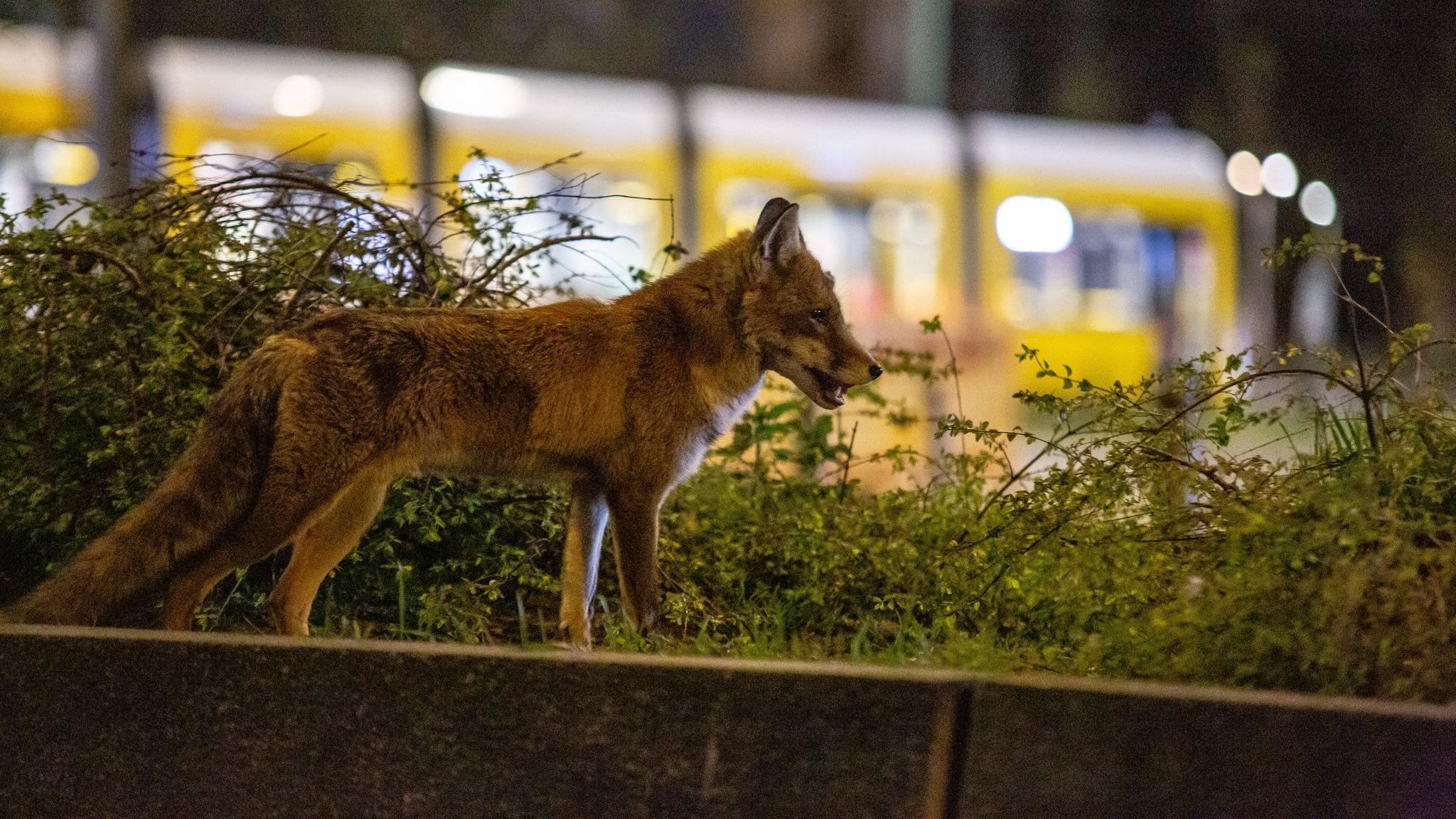Ein Rotfuchs ist zur späten Stunde am Alexanderplatz in Berlin  unterwegs