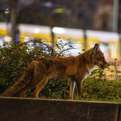Ein Rotfuchs ist zur späten Stunde am Alexanderplatz in Berlin  unterwegs