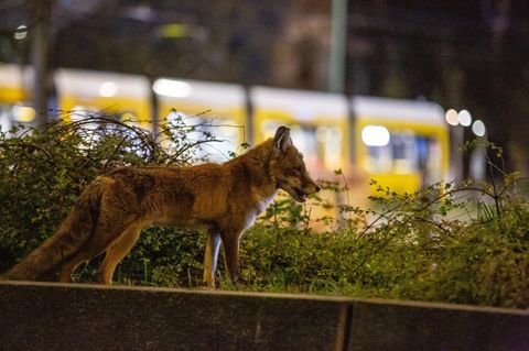 Ein Rotfuchs ist zur späten Stunde am Alexanderplatz in Berlin  unterwegs