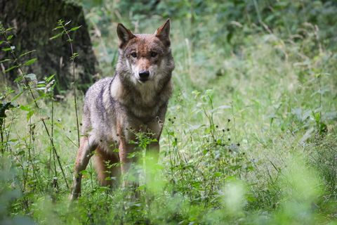 Vor einigen Jahren hatte Thüringen einen sogenannten Management-Plan zum Thema Wolf aufgelegt. Seit der Rückkehr der Tiere nach