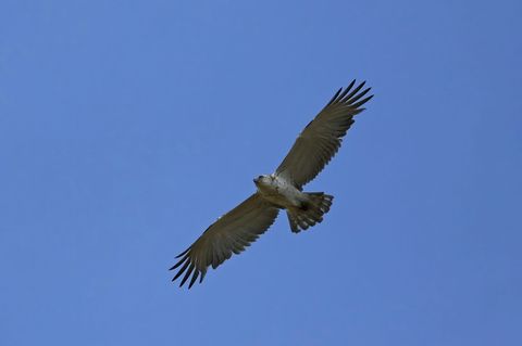 Ein Ornithologe hat den seltenen Adler zufällig entdeckt. Foto: Jürgen von Ramin/dpa