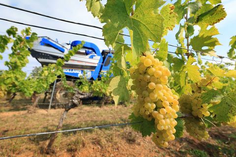 Die Ernte des Federweißen hat begonnen. Foto: Karl-Josef Hildenbrand/dpa