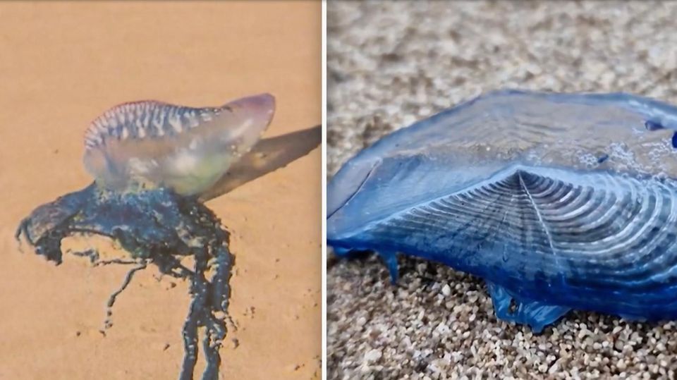 Eine blaue Schnecke im Nahformat. Eine blaue Schnecke im Nahformat.