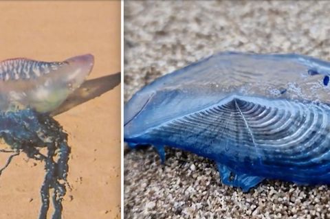 Eine blaue Schnecke im Nahformat.