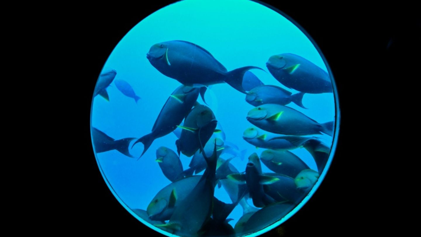 Fische vor den Malediven