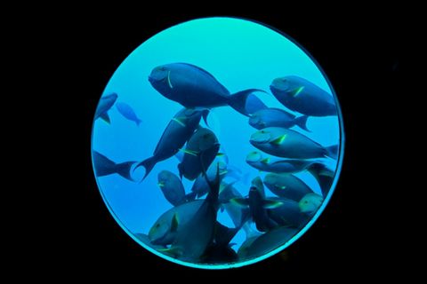 Fische vor den Malediven