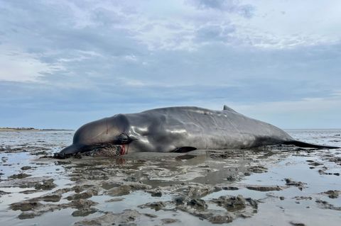 Der im Watt gestrandete Schnabelwal war abgemagert. Er wurde von einem Seehundjäger erschossen. Foto: Lea Albert/dpa