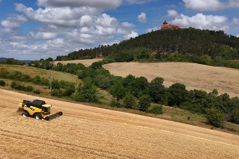 Mit 2,6 Millionen Tonnen haben Thüringens Bauern in diesem Jahr ein Spitzenergebnis bei der Getreideernte eingefahren. (Archivbi