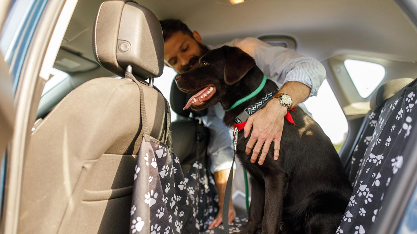 Araba için köpek köşeleri: hareket halindeyken koruma, konfor ve güvenlik