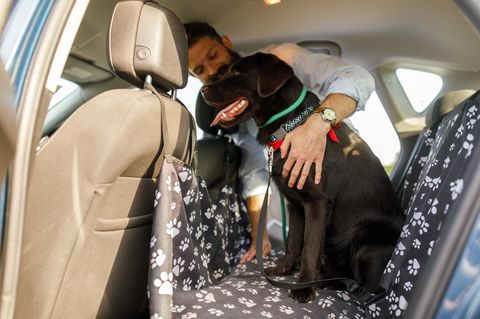 Mann sorgt dafür, dass sein Hund sicher mit einem Geschirr gesichert ist