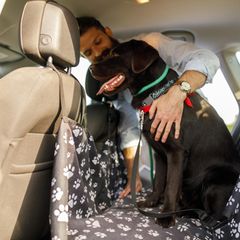 Mann sorgt dafür, dass sein Hund sicher mit einem Geschirr gesichert ist