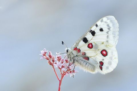 Die Schmetterlingsart Apollofalter ist vom Aussterben bedroht