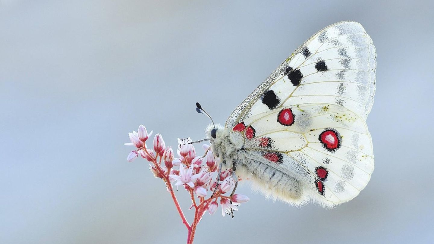 Die Schmetterlingsart Apollofalter ist vom Aussterben bedroht