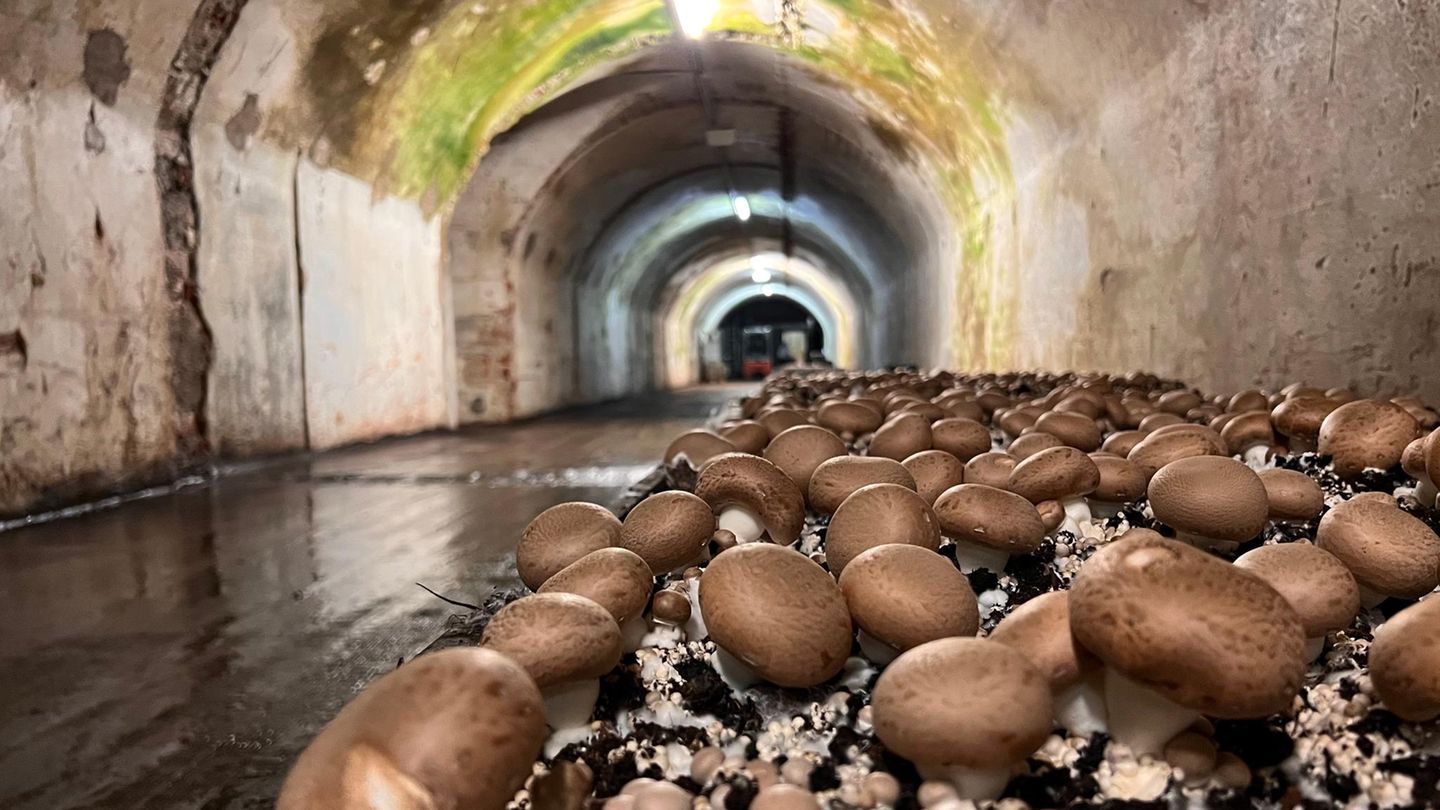 Freiburger Schlossberg: Der Pilz aus dem Bunker Pilze wachsen in einer Bunkeranlage