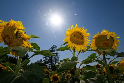 Sonnenblumen